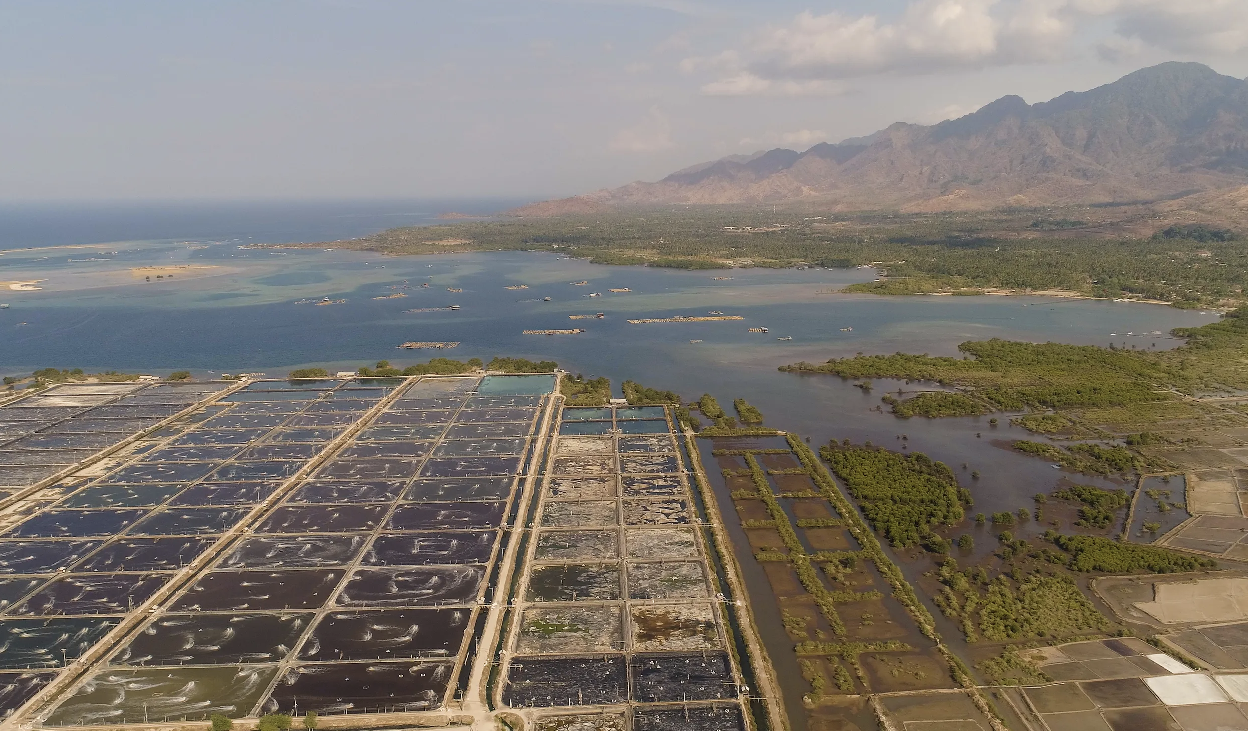 Los peligros de la sobreintensificación del cultivo de camarón